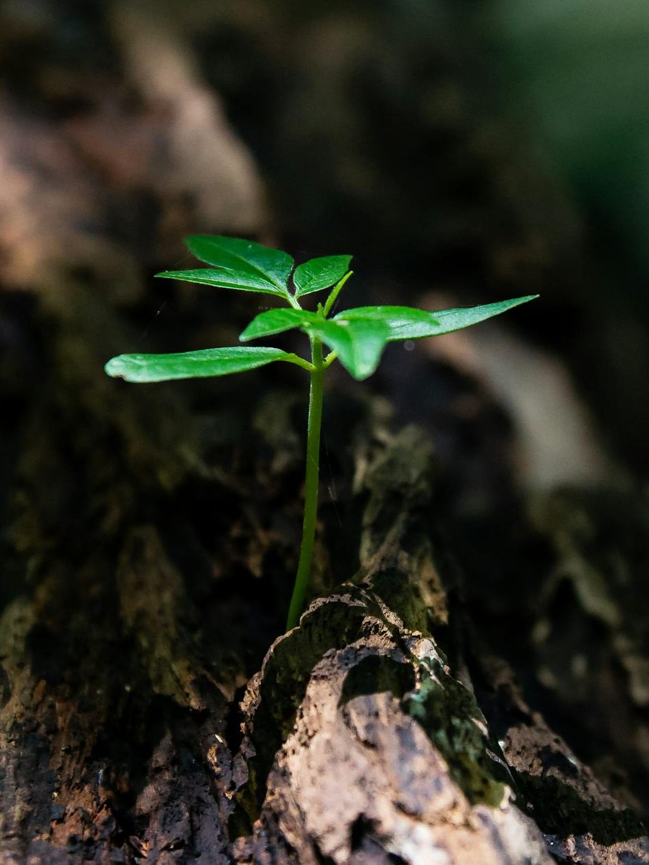 selective focus photo of green plant seedling on tree trunk