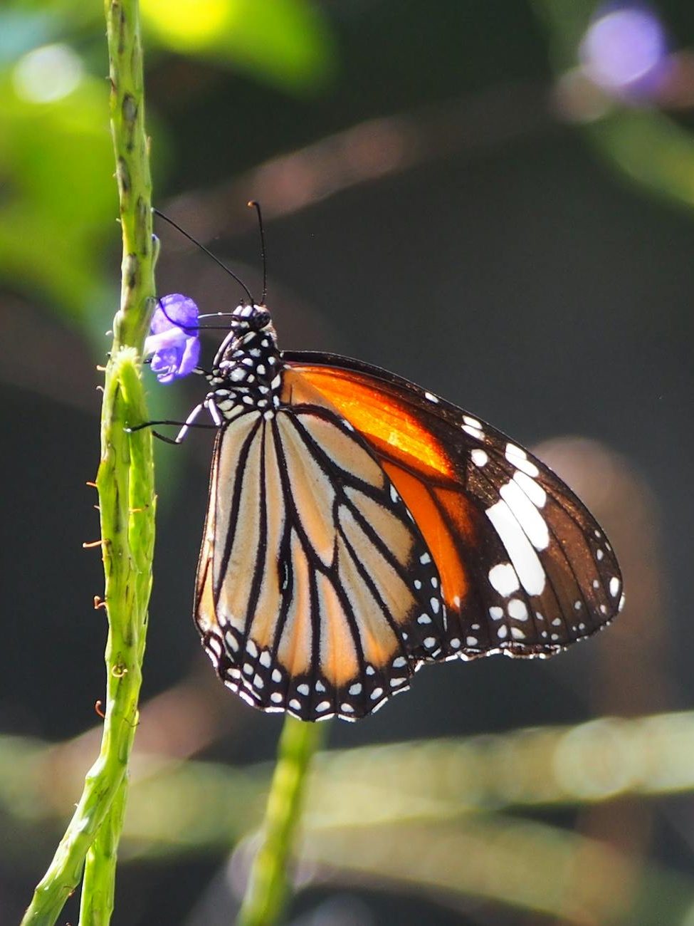 danaus genutia butterfly on green stem