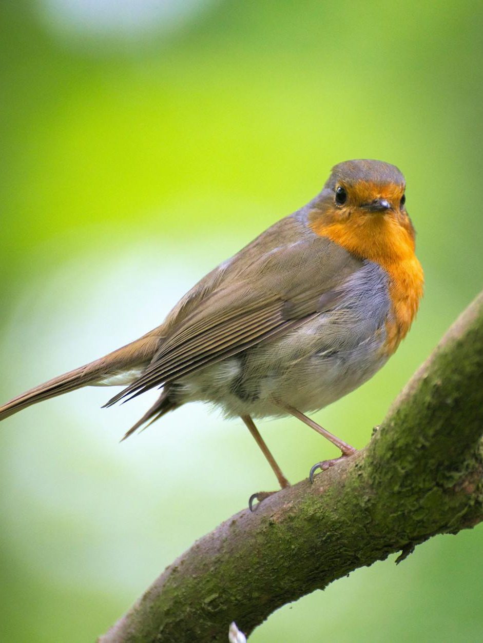 shallow focus photography of gray and orange bird